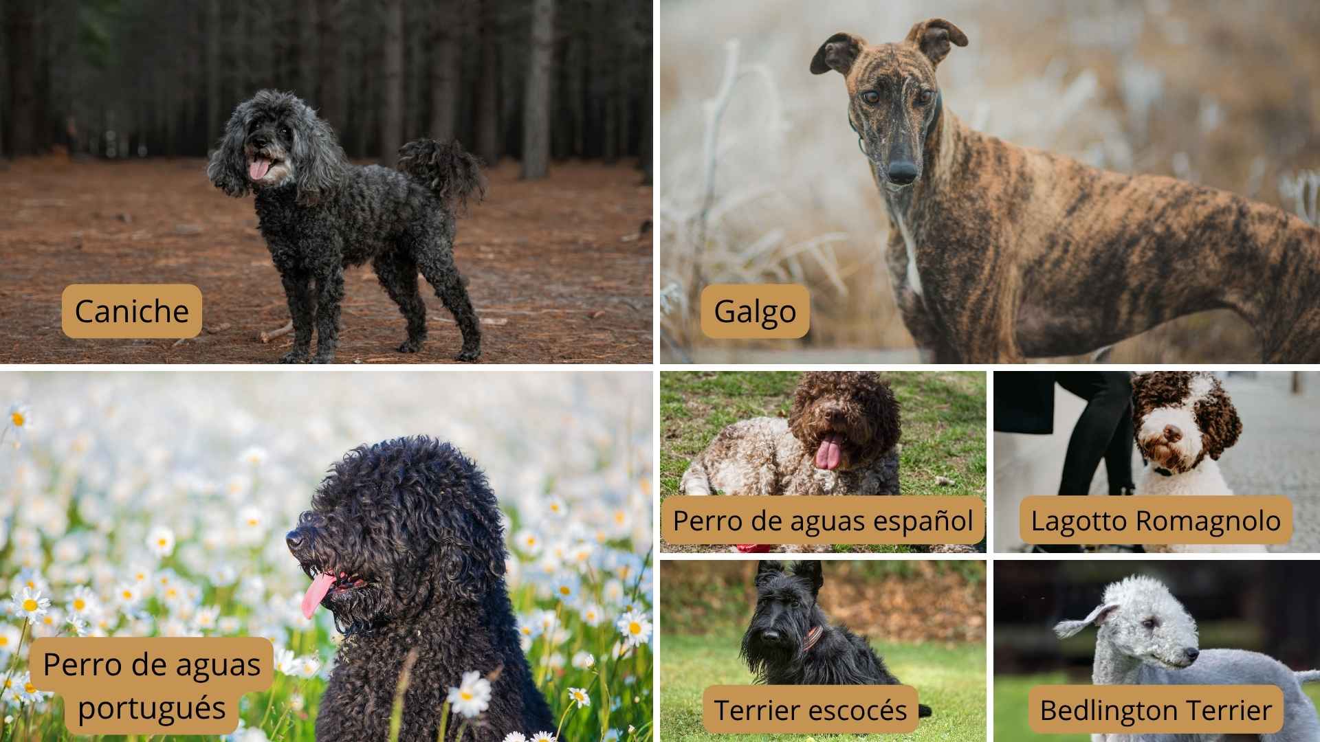 collage perros medianos